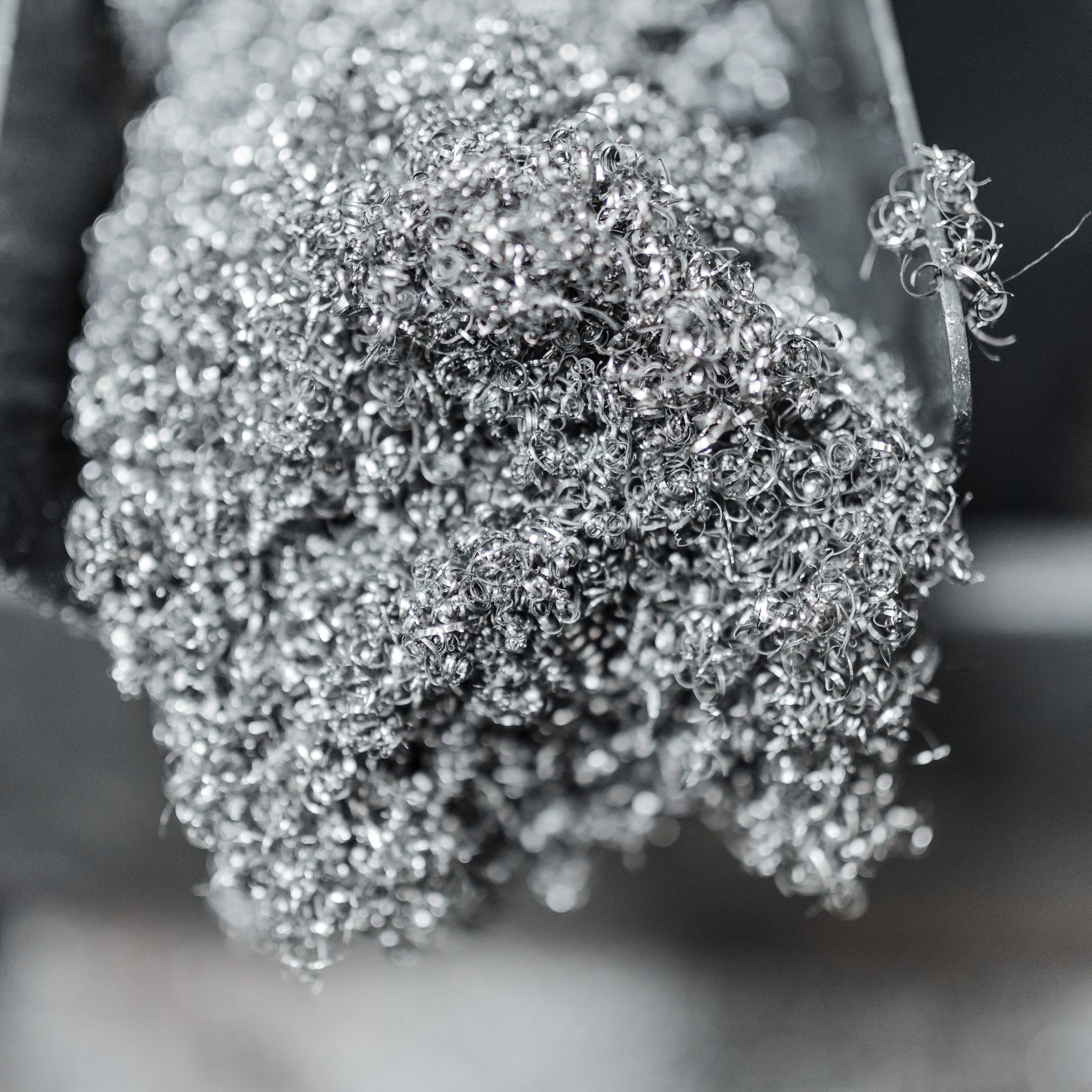 Frost-covered plant detail